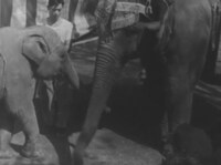 「奇跡のゾウ ゾウのはな子が星になった（仮題）」