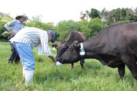 「被ばく牛と生きる」 (c)2016 Power-I, Inc.