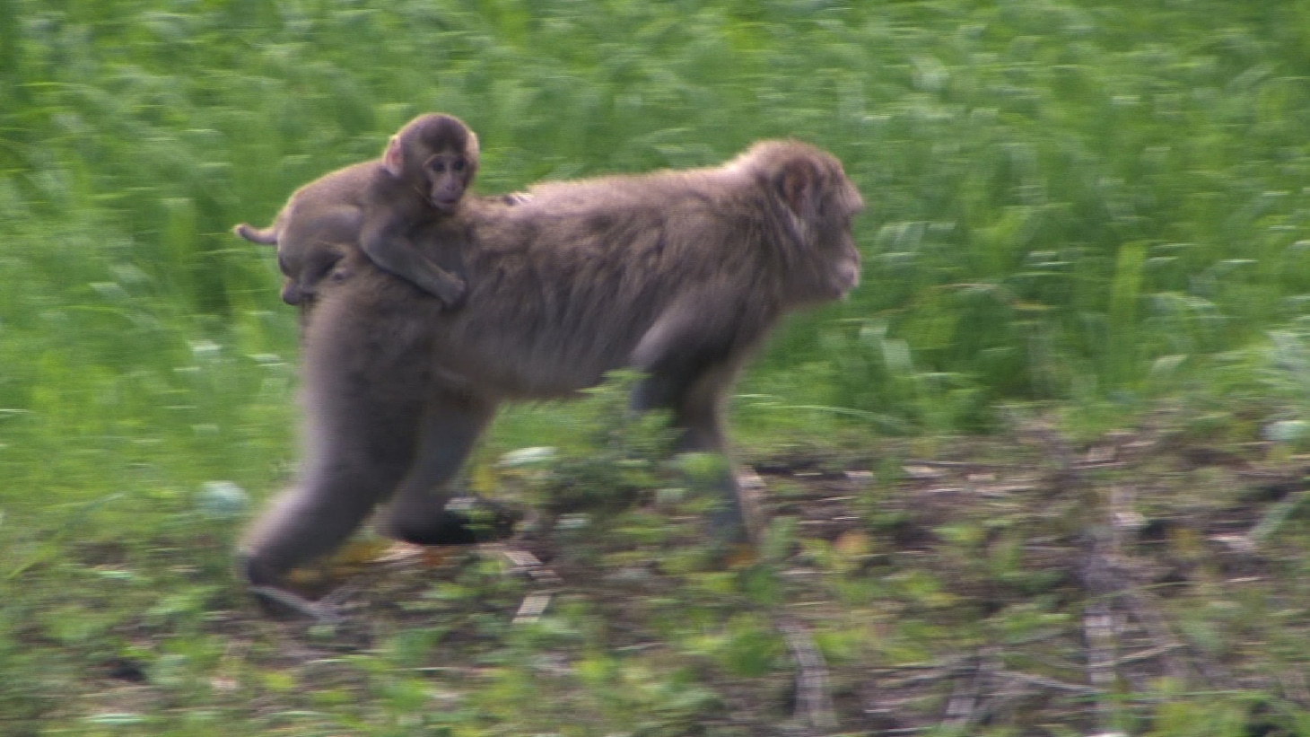 「福島 生きものの記録 シリーズ5～追跡～」