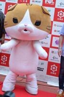 「野良スコ」のコタロー。