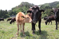 「被ばく牛と生きる」