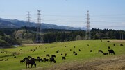 「被ばく牛と生きる」