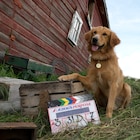 犬の視界まで徹底リサーチ、ラッセ・ハルストレムが「僕のワンダフル・ライフ」語る