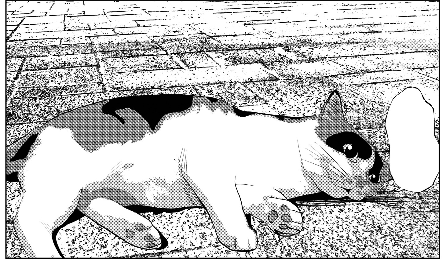 マンガ「セトウツミ」の河原で出会った野良ネコ（右）。