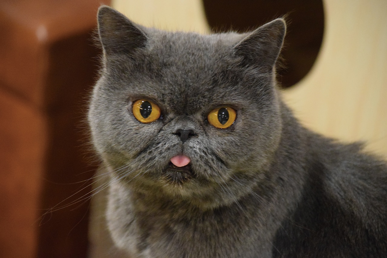 吉祥寺ねこ祭りで猫と触れ合える「猫だらけ上映会」開催、会場は猫カフェ