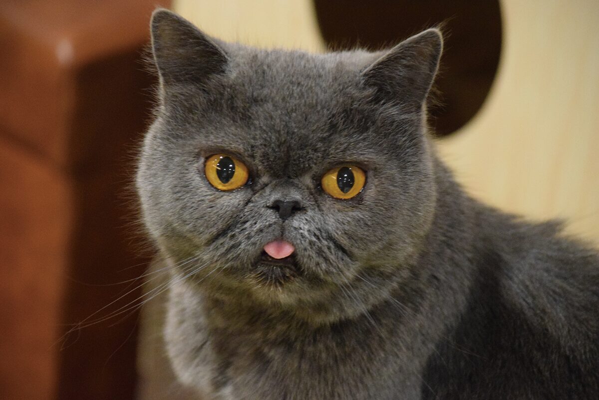 吉祥寺ねこ祭りで猫と触れ合える 猫だらけ上映会 開催 会場は猫カフェ 写真22枚 映画ナタリー