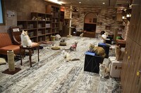 きゃりこ吉祥寺店の様子。