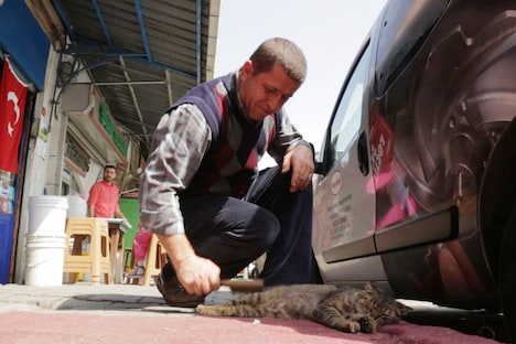 「猫が教えてくれたこと」