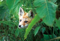 「生きとし生けるもの」 (c)2017 ONE DREAM PICTURES