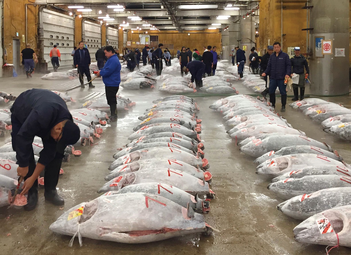 「TSUKIJI WONDERLAND（築地ワンダーランド）」 (c)2016 松竹