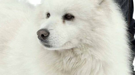 「足りない二人」