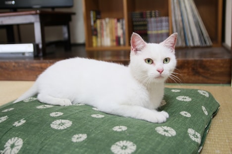 「愛しのノラ～幸せのめぐり逢い～」