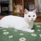 「愛しのノラ」白猫が自由気ままに動き回る予告編
