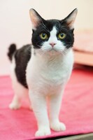 「旅猫リポート」