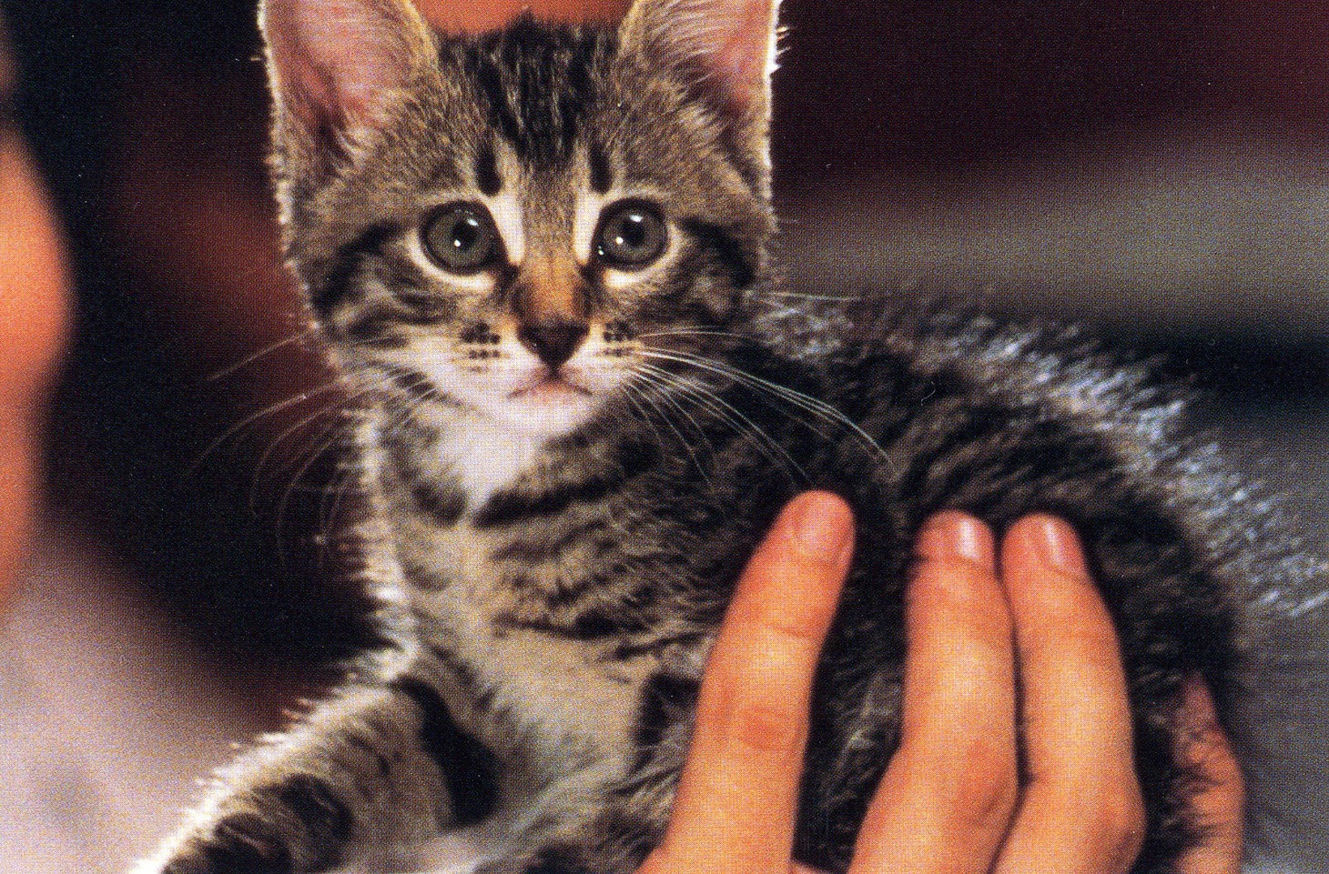 「こねこ」 (c)2015 Witch Movie,LLC.All Right Reserved.