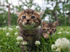 ニャンてかわいい 猫映画の特集で グーグーだって猫である 綿の国星 など7本 映画ナタリー