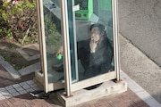 「孤狼の血」