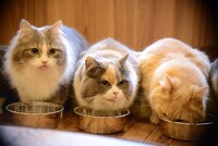 猫カフェ MOCHA 秋葉原店の様子。