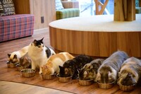 猫カフェ MOCHA 秋葉原店の様子。