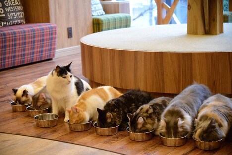 猫カフェ MOCHA 秋葉原店の様子。