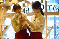 ぶりちゃんを抱こうとする久保ユリカ（左）。