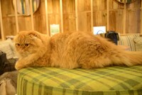 猫カフェ MOCHA 秋葉原店の様子。