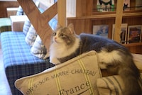 猫カフェ MOCHA 秋葉原店の様子。