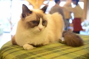 猫カフェ MOCHA 秋葉原店の様子。