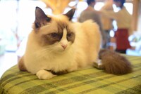 猫カフェ MOCHA 秋葉原店の様子。