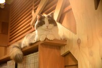 猫カフェ MOCHA 秋葉原店の様子。