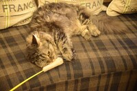 猫カフェ MOCHA 秋葉原店の様子。