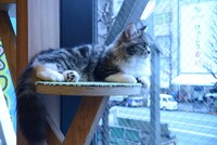 猫カフェ MOCHA 秋葉原店の様子。