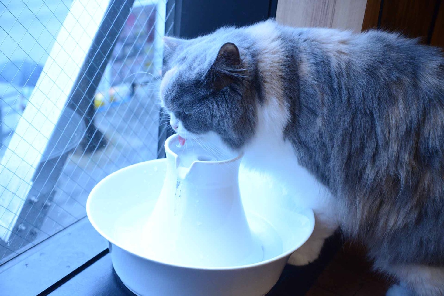 猫カフェ MOCHA 秋葉原店の様子。