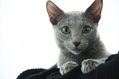 吉沢亮の猫ダンス収めた 猫は抱くもの 予告編 沢尻エリカは撮影後に猫を引き取る コメントあり 映画ナタリー