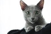 「猫は抱くもの」