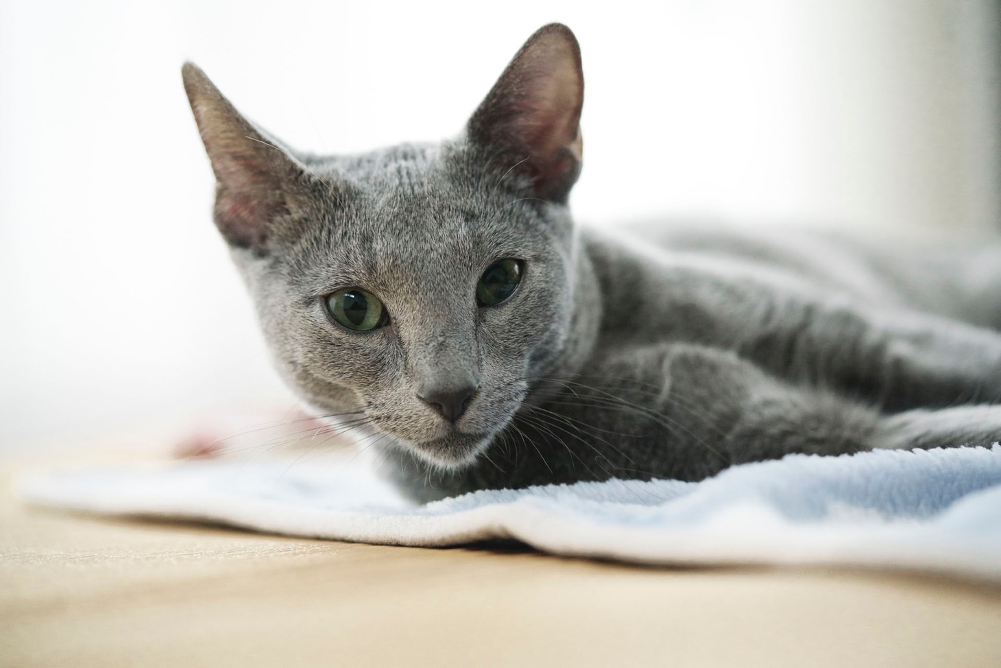 「猫は抱くもの」
