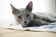 「猫は抱くもの」
