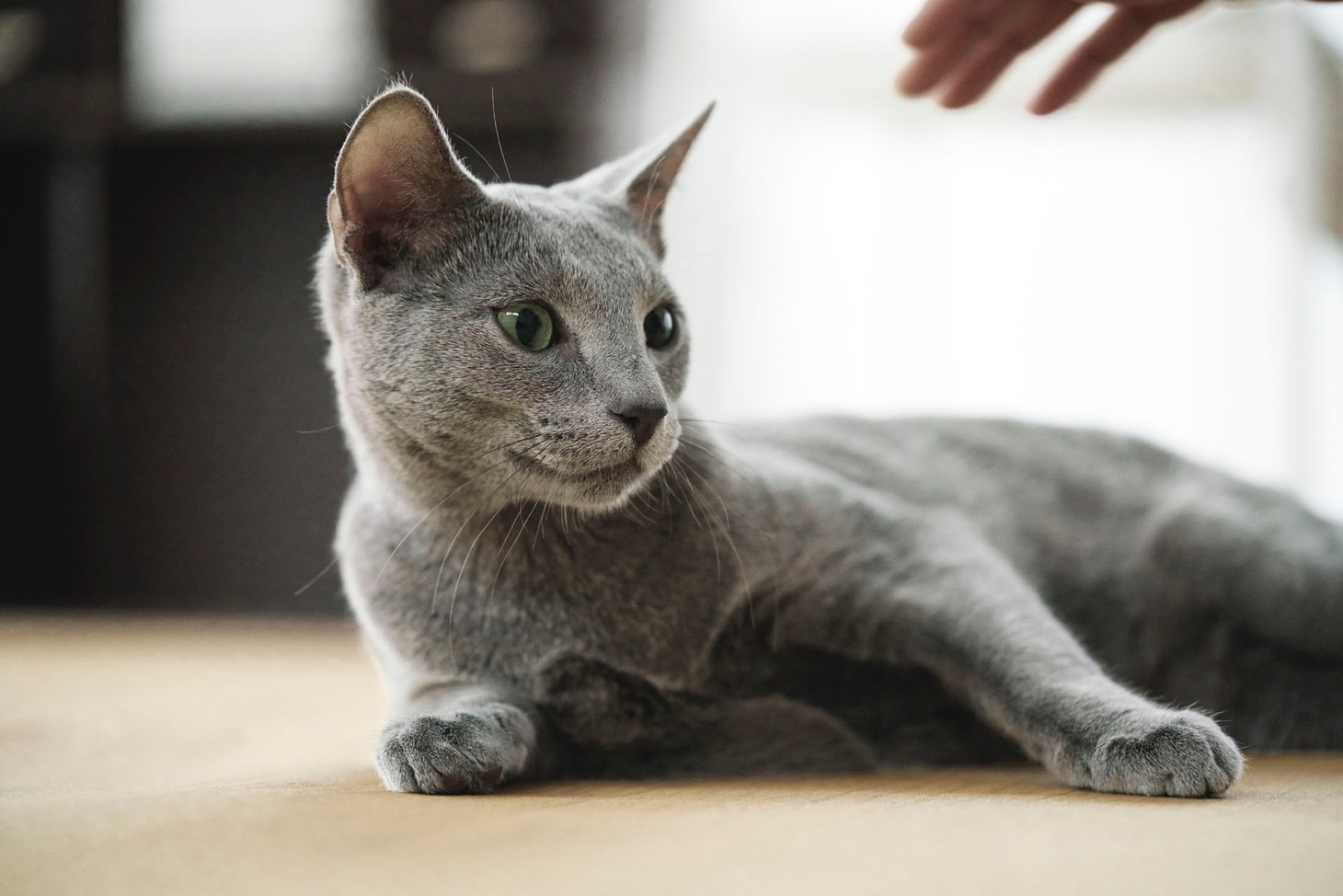 「猫は抱くもの」