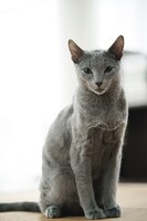 「猫は抱くもの」