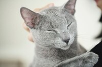 「猫は抱くもの」