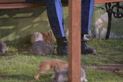千葉雄大の足元に群がるウサギたち。