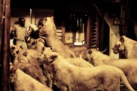 「ROAR／ロアー」