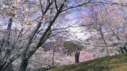 「ソローキンの見た桜」