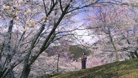「ソローキンの見た桜」