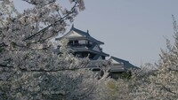 「ソローキンの見た桜」