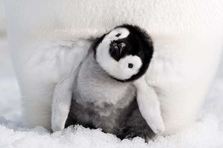 子育ては闘いだ、卵を交互に温める親鳥捉えた「皇帝ペンギン ただいま 