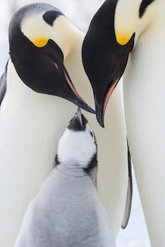 子育ては闘いだ、卵を交互に温める親鳥捉えた「皇帝ペンギン ただいま 