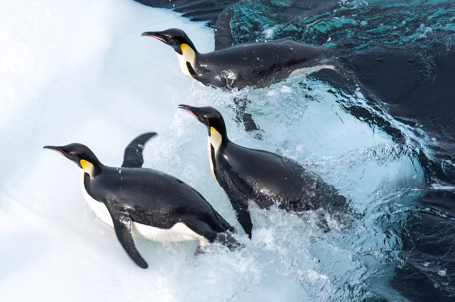 「皇帝ペンギン ただいま」