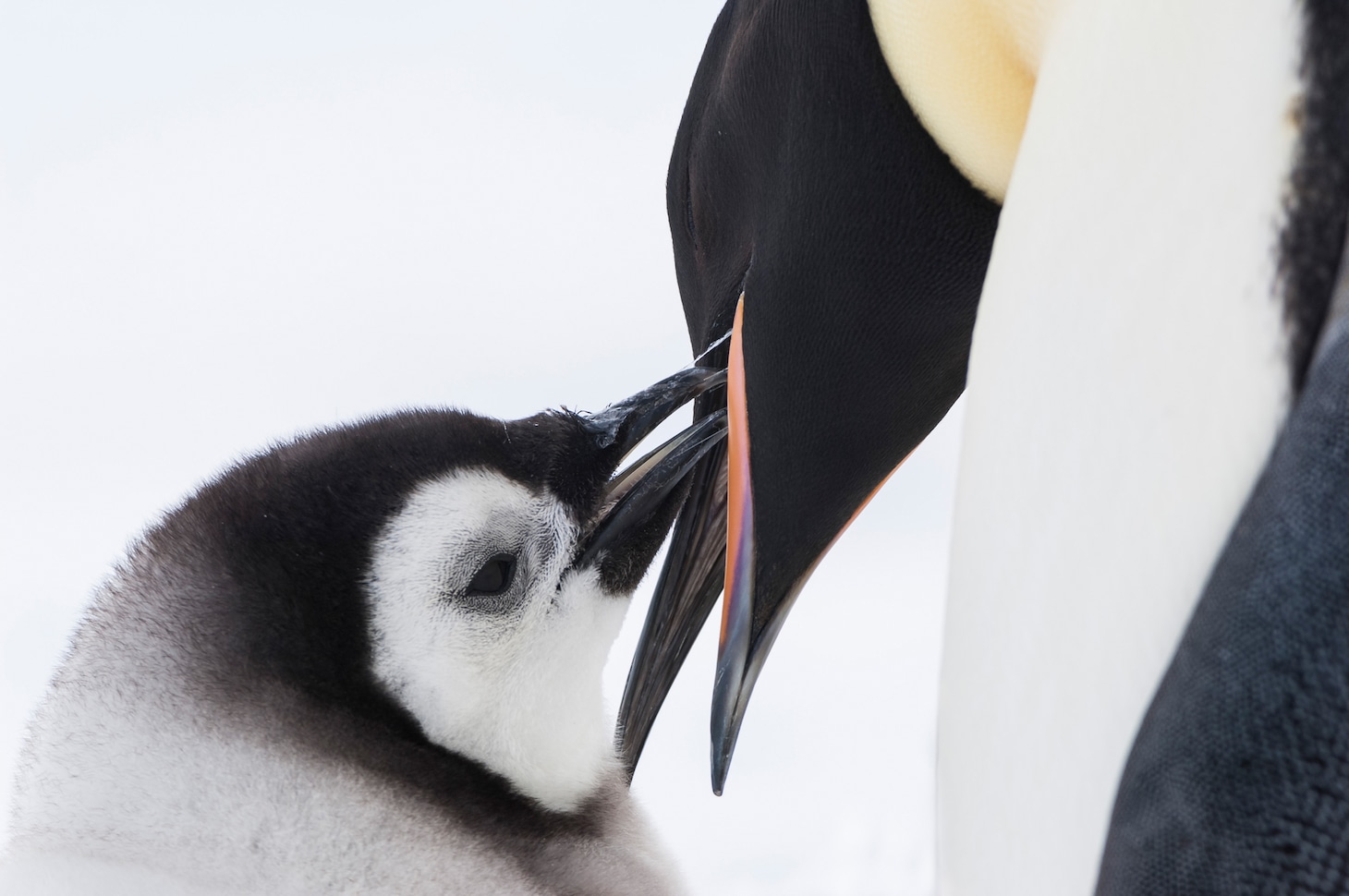「皇帝ペンギン ただいま」