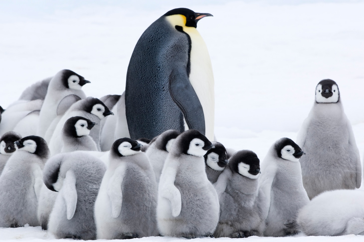 「皇帝ペンギン ただいま」